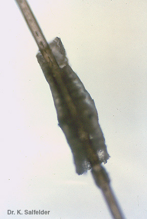 Abb. 1,7