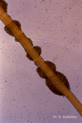 Abb. 3,7
