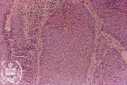Fig. 27-B2